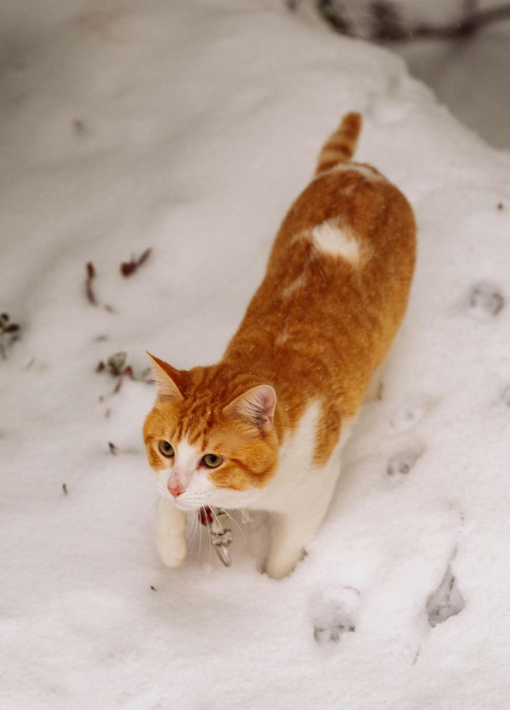Chat dans la neige