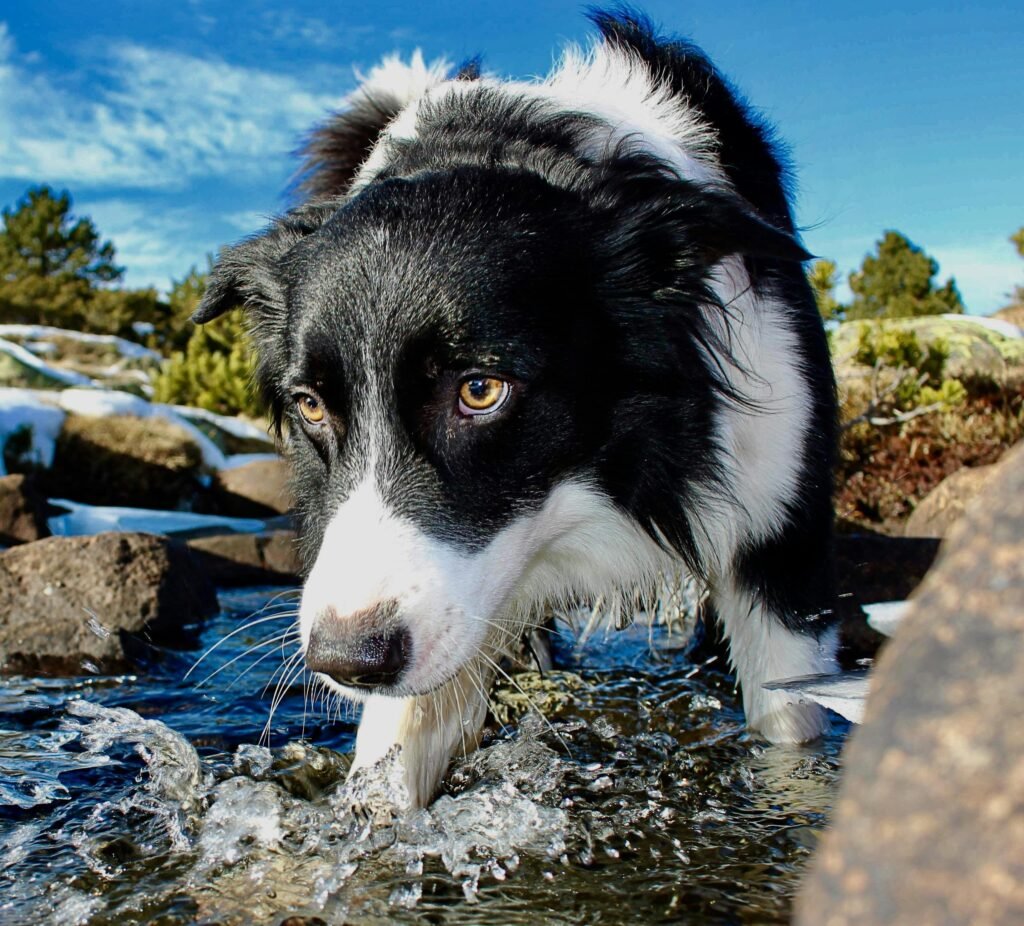 border collie