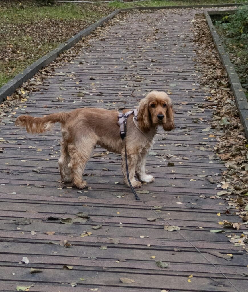 chien en balade en forêt